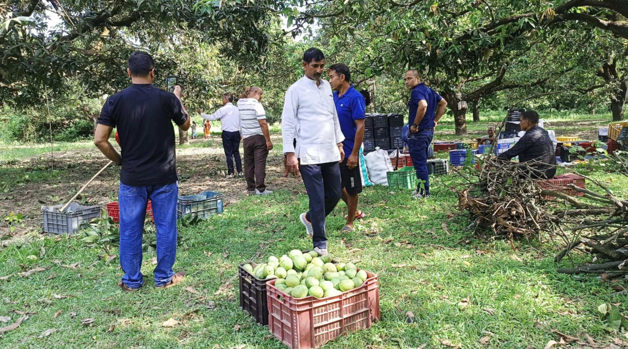 सप्तरीको बस्तिपुरमा विषादी रहित आर्गेनिक आँप खेती, लाखौँको आम्दानी
